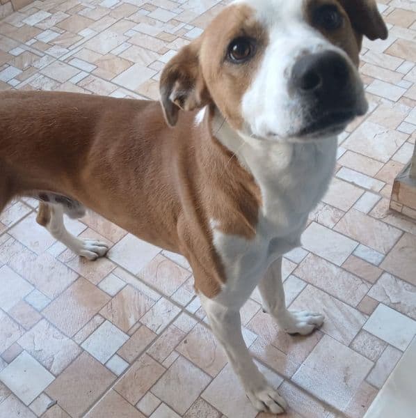 Foto de Panqueca