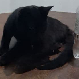 Foto de Pet