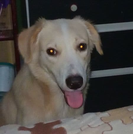 Foto de Copito