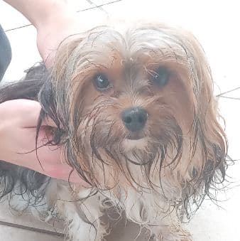 Foto de Pet