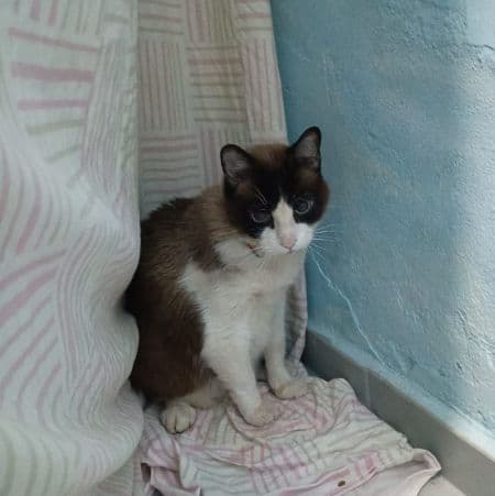 Foto de Pet