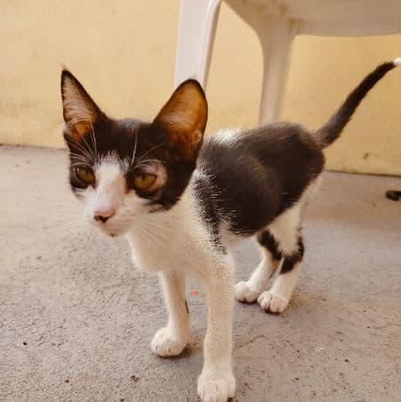 Foto de Stivia