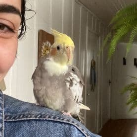 Foto de Piqui