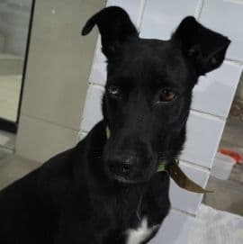 Foto de Sirius Black