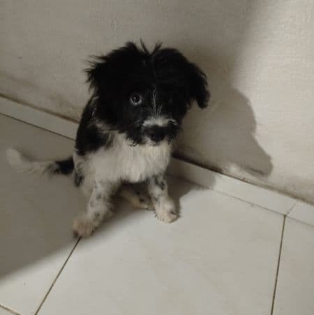 Foto de Sirius Black