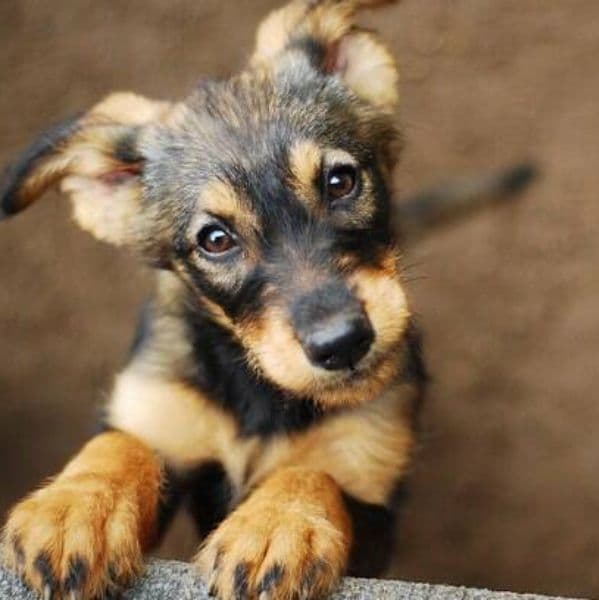 Adotei um Cão Filhote: O Guia Ideal para Novos Tutores