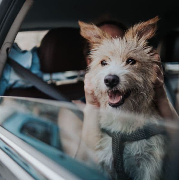 Ansiedade de viagem em pets: como preparar e evitar o estresse