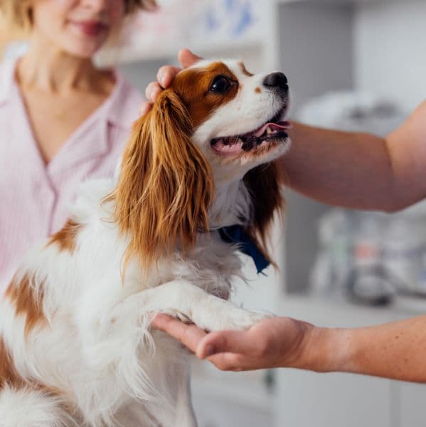 Check-up veterinário anual: quais exames seu pet precisa fazer em cada fase da vida