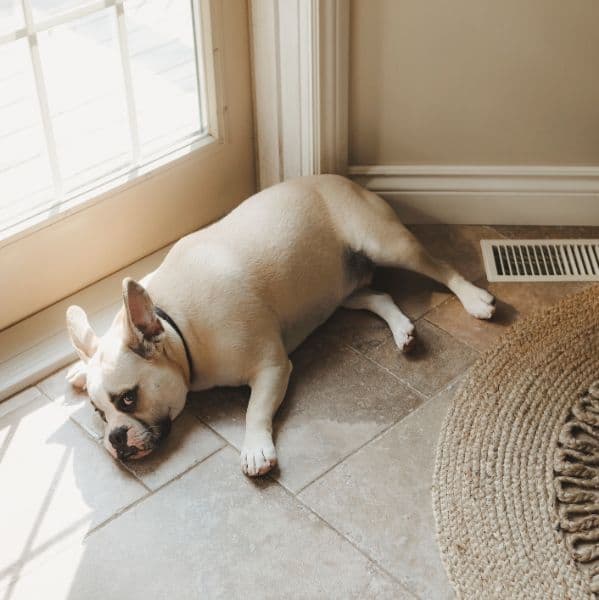 Como identificar dor em cães e gatos: sinais que vão além do chor