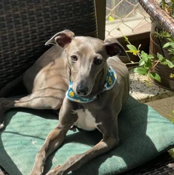 Conheça a História do Cerol: Como a ViuMeuPet Ajudou a Transformar Angústia em Reencontro