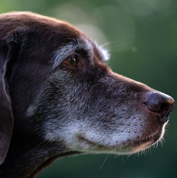 Cuidados com Pets Idosos: Nutrição e Qualidade de Vida em Todas as Fases