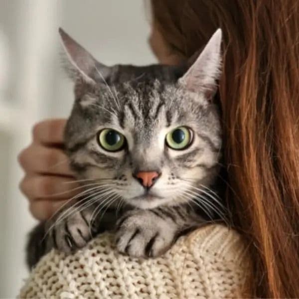 Dicas Infalíveis para Encontrar Seu Gato Perdido: Saiba o Que Fazer!