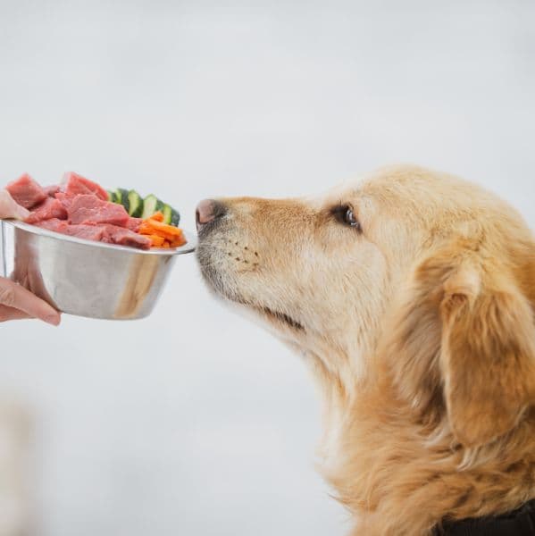 Dicas práticas para melhorar a nutrição do seu pet no dia a dia