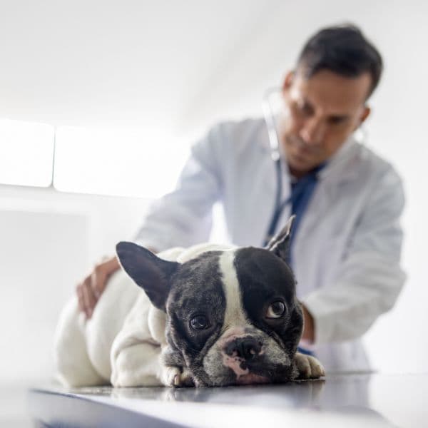 Doenças renais em cães e gatos: sinais silenciosos que todo tutor precisa conhecer
