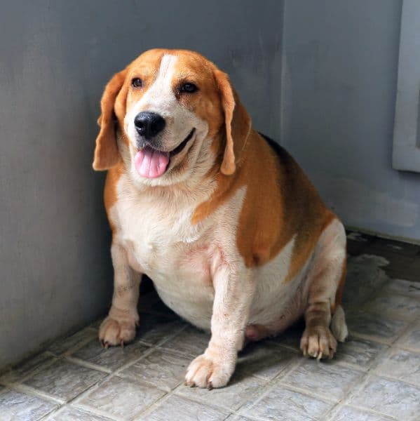 Emagrecimento pet: o método seguro e eficaz para cães e gatos voltarem ao peso ideal