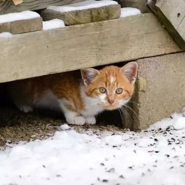 Encontrou um Gato Perdido? Veja o Que Fazer para Ajudar e Encontrar o Tutor!