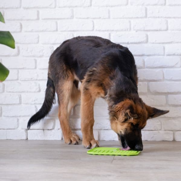 Enriquecimento Ambiental para Pets: Por Que É Tão Importante Para o Bem-Estar do Seu Cão ou Gato?