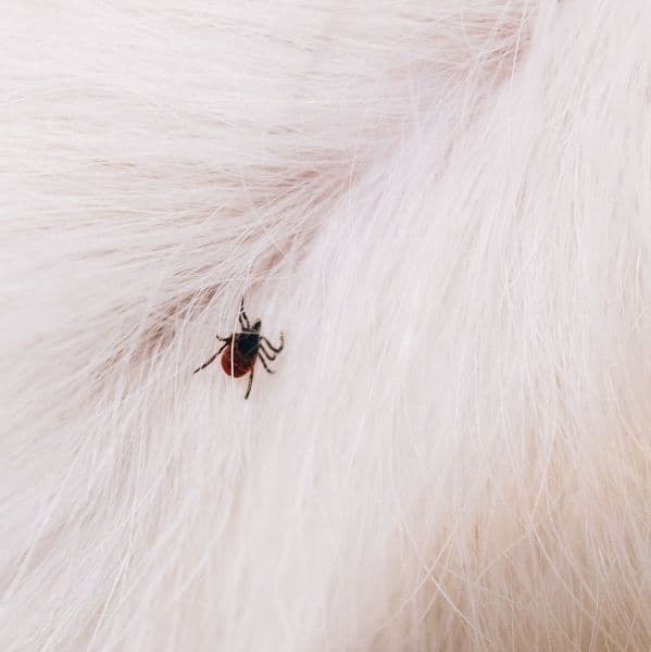 Erliquiose e Anaplasmose: diagnóstico rápido é essencial para salvar a vida do seu pet