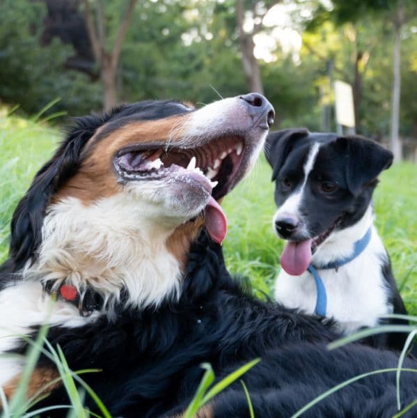 Importância da socialização em filhotes e adultos: como fazer com segurança