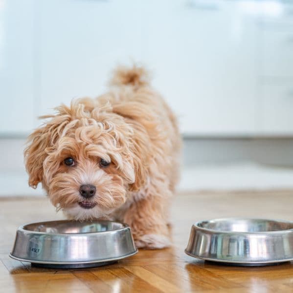 Intoxicação Alimentar em Cães e Gatos: Como Identificar, O Que Fazer e Como Prevenir