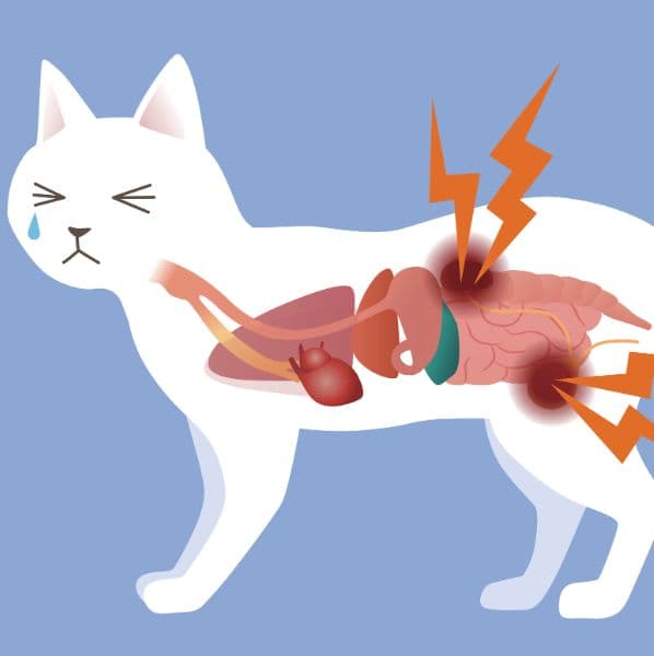 Parasitas intestinais em cães e gatos: como identificar, prevenir e tratar corretamente