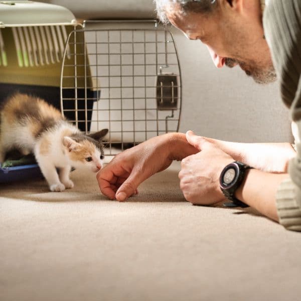 Pensando em Adotar um Gato? Veja Tudo o Que Você Deve Avaliar Antes!