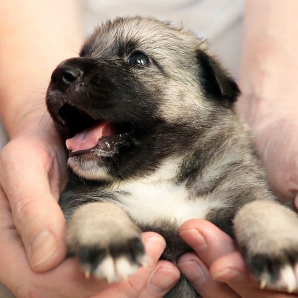 Qual pet ideal para você adotar?