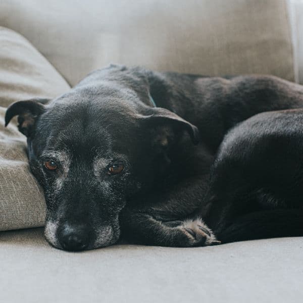 Reconhecimento de dor em cães e gatos: sinais sutis que você não pode ignorar