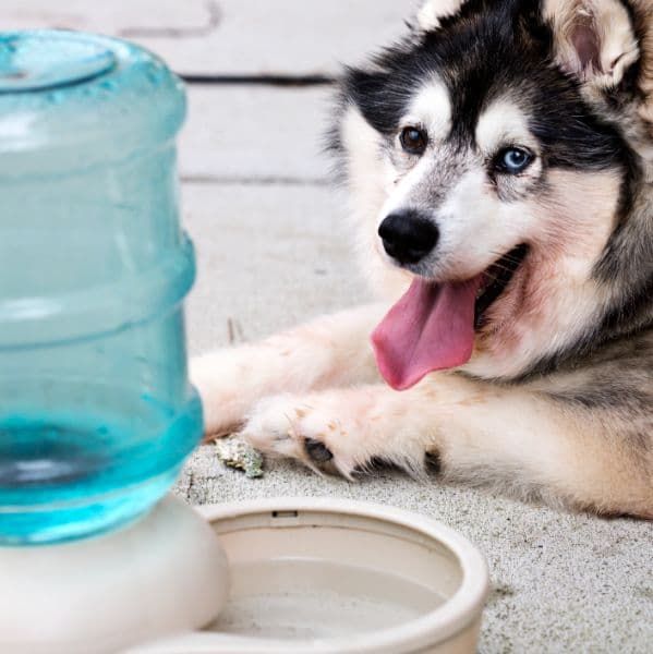 Síndrome de Cushing em cães: sintomas, diagnóstico e tratamento da doença