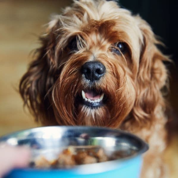 Transição alimentar em pets: como trocar a ração sem causar problemas digestivos